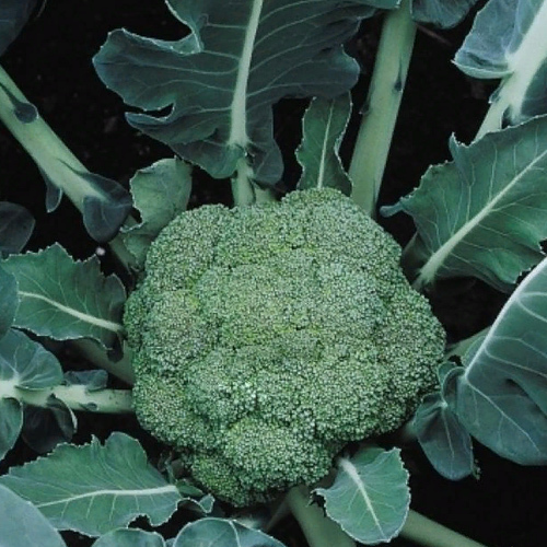 Семена Капуста брокколи Мачо F1